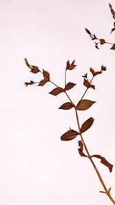 Image result for Canscora diffusa