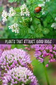 In Order To Attract Helpful Bugs You Need To Add Certain Plants From This List To Your Garden Or Farm To Encourage Bio Garden Pests Garden Pest Control Plants