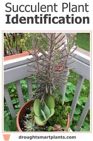 We did not find results for: What Is Your Mystery Succulent Succulent Plant Identification