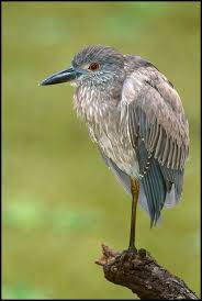 Http Www Ejphoto Com Images Fl Fl Yellowcrownednightheron03 Jpg With Images Colorful Birds Sea Birds Beautiful Birds