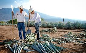 We did not find results for: Tequila Jalisco El Primer Destino Geoturistico En Mexico Forbes Mexico