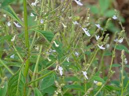 Image result for Aeollanthus pubescens