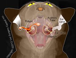 Nasal polyps are polyps in nasal cavity. Chronic Nasal Disease Snuffing Out The Snuffles Part Ii