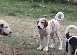 0447 101 585 email : Alabai Australia Home Facebook