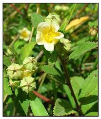 Image result for Sida serratifolia