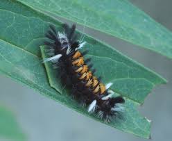 Female milkweed tussock moths lay their eggs in masses on the underside of milkweed and dogbane leaves, which their larvae will eat. Other Caterpillars On Milkweed
