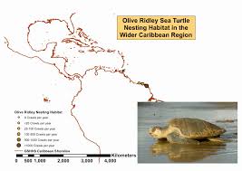The olive ridley turtle is born with grey skin and a grey heart shaped shell (carapace) which turns an olive green once they reach adulthood. Olive Ridley Turtle Population Trends