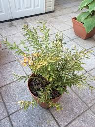 Chlorosis in blueberry plants occurs when a lack of iron prevents the leaves from producing chlorophyll. Blueberry Leaves Are Turning Yellow And Drying Out