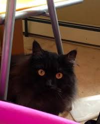 So, maine coon cats don't have difficulty breathing. 55 Persians Maine Coons Ideas Crazy Cats Beautiful Cats Cats