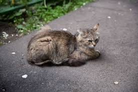 Add a dog as your walking companion. Alaska Has Far Too Many Impractical Cats Anchorage Daily News