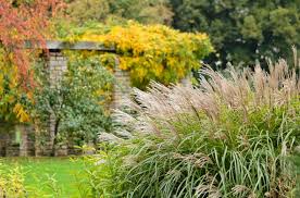 Image result for Miscanthus