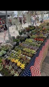 Image result for Cussonia corbisieri