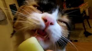 Maybe you would like to learn more about one of these? Cat Eating Melon Youtube