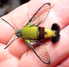 虫撮る人々 - はてなブログ