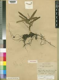 Image result for Tridactyle stevartiana