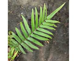 Image result for Pteris vittata
