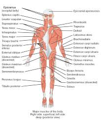 There are anterior muscles diagrams and posterior muscles diagrams. The Muscles Of The Trunk Human Anatomy And Physiology Lab Bsb 141
