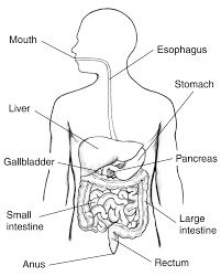 This diagram depicts location of right lobe of liver anatomy, diagram & function | body maps the liver is divided into two lobes the right lobe related searches for labeled diagram of. Easy Drawing Pencil Easy Drawing Human Digestive System Diagram Novocom Top