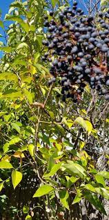 Introduced by missionaries to what is now san diego, california in 1768. Plant Id Forum Mystery Tree With Black Berries Garden Org