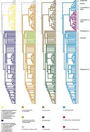 Image result for Huperzia dacrydioides