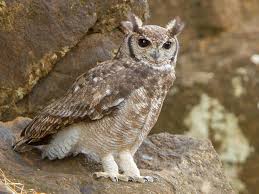 Check spelling or type a new query. Grayish Eagle Owl Ebird