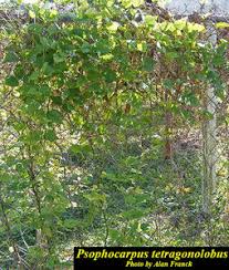 Image result for Psophocarpus grandiflorus