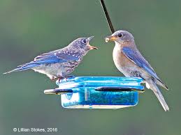 Sep 23, 2019 · baby bird identification can be a challenge as young birds grow, often changing feather lengths, colors, and markings in just a few days. Stokes Birding Blog Eastern Bluebird Mama And Baby