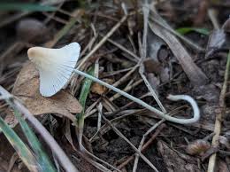 Image result for Conocybe lactea