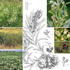 Image result for Ozoroa