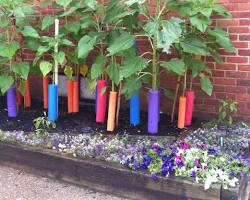 Image of Pool noodle plant stake