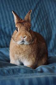 What you need to know. Rabbit Care Tips Pet Central Supply Pet Central Supply Pet Care Tips