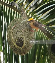 Birds With Their Nest Weaver Birds Make Their Nests In Assam India Pictures Getty Images Bird Weavers Guwahati
