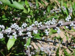 Image result for Myrica salicifolia