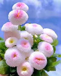 Check spelling or type a new query. Hd Flower Wallpaper Kolpaper Awesome Free Hd Wallpapers