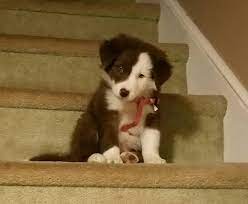 Brown And White Border Collie Belle Collie Puppies Red Border Collie Border Collie Puppies