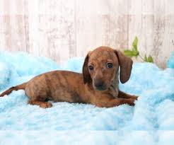 Longhair black and tan dapple miniature dachshund girl. Dachshund Puppies For Sale Near Coldwater Michigan Usa Page 1 10 Per Page Puppyfinder Com