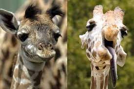 Here Are 14 Beautiful Animals With Down Syndrome Photos