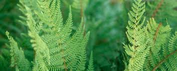 De naaldvaren polystichum setiferum 'herrenhaus' is een van de mooiste varens vanwege de fijne structuur van het blad. Schildvaren Of Polystichum Setiferum