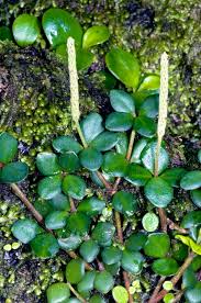 Image result for Peperomia tetraphylla