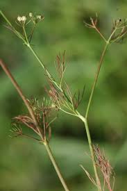 Image result for Apium leptophyllum