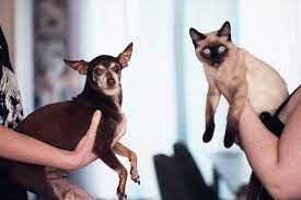 Exotic carts purple punch one of our goals is to help educate pet lovers or breeder the needs required to own and raise these exotic wild cats. How Much Does A Us Pet Passport Cost In 2020 Money Saving Tips