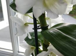 How to care for a dendrobium nobile orchid: How To Care For A Dendrobium Nobile Orchid With Pictures Smart Garden Guide