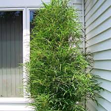 Saulenfarn Baum Fine Line Online Kaufen Bei Gartner Potschke Baume Garten Gartengestaltung Vorgarten Anlegen