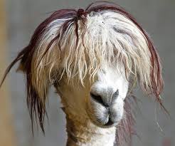 When it comes to long hair haircuts, styling can get real tedious real quick. Alpacas With Incredible Hair