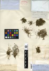 Image result for Oldenlandia echinulosa