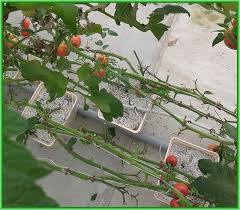This is how we lower / drop and lean our cucumbers. How To Keep Tomatoes From Out Growing A Greenhouse And A Cucumber Update Steemit