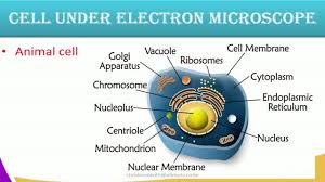 Animal cell biology form 4. Form1 Biology Lesson10 Cell Structure Youtube
