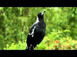 Birds That Sing In The Morning Australia Australian Magpie Singing This Is The True Sound Of The Australian Bush Magpies Can Be Found Heard In Every Part Magpie Australian Birds Animals Beautiful