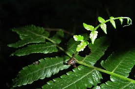 Image result for Pneumatopteris