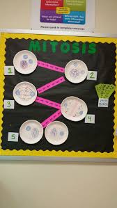 Fun Mitosis Zelle Bulletin Board Grossartig Fur Die Wissenschaft Ensenanza Biologia Proyectos De Biologia Ensenanza De Quimica